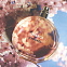 Chanel Chance Eau Vive фото 6