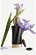 Versace Iris D'Elite фото 4